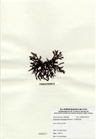 藏品(臺灣盾果藻)的圖片